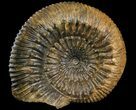Stephanoceras Ammonite With Spines - Kirchberg, Switzerland #92454-1